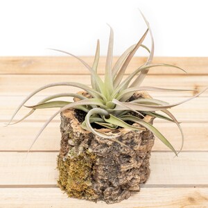 May include: A green air plant in a brown cork planter with moss on the bottom. The planter is sitting on a wooden surface.
