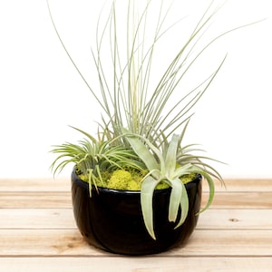 6 Pack Large Fully Assembled Air Plant Bowl Garden 30 Day Guarantee Wholesale Air Plants FAST SHIPPING image 1