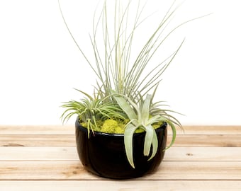 6 Pack Large Fully Assembled Air Plant Bowl Garden - 30 Day Guarantee - Wholesale Air Plants - FAST SHIPPING