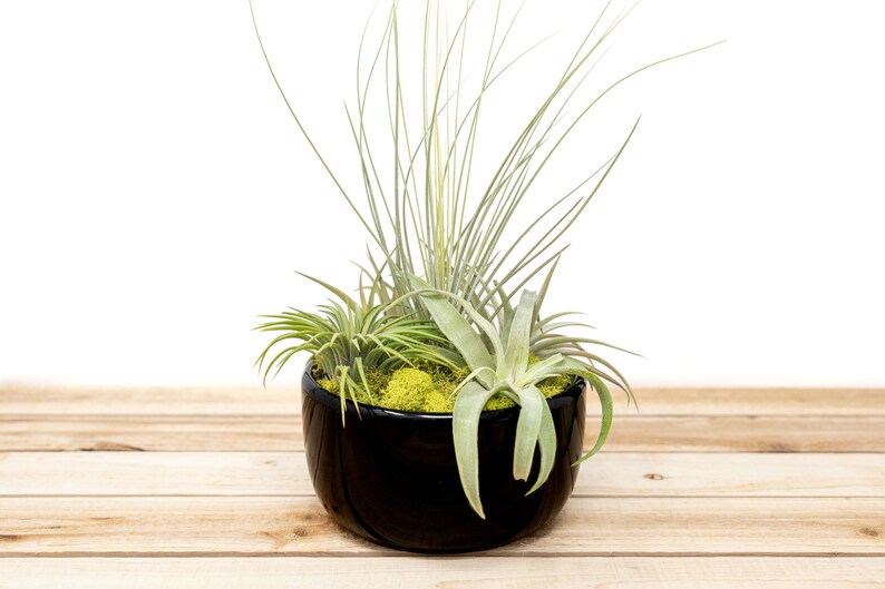 6 Pack Large Fully Assembled Air Plant Bowl Garden 30 Day Guarantee Wholesale Air Plants FAST SHIPPING image 1
