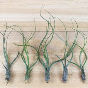 5 Pack of Butzii Air Plants - 30 Day Air Plant Guarantee - Exotic and Rare air plant - Air Plants for Sale - FAST SHIPPING