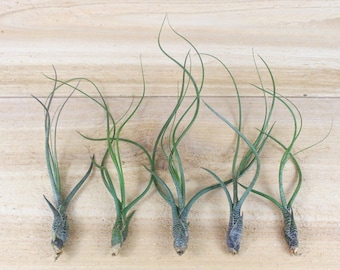 5 Pack of Tillandsia Butzii Air Plants - 30 Day Guarantee - FAST SHIPPING