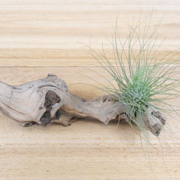 Argentea Thin Air Plants - 30 Day Guarantee - Air Plants for Sale - FAST SHIPPING