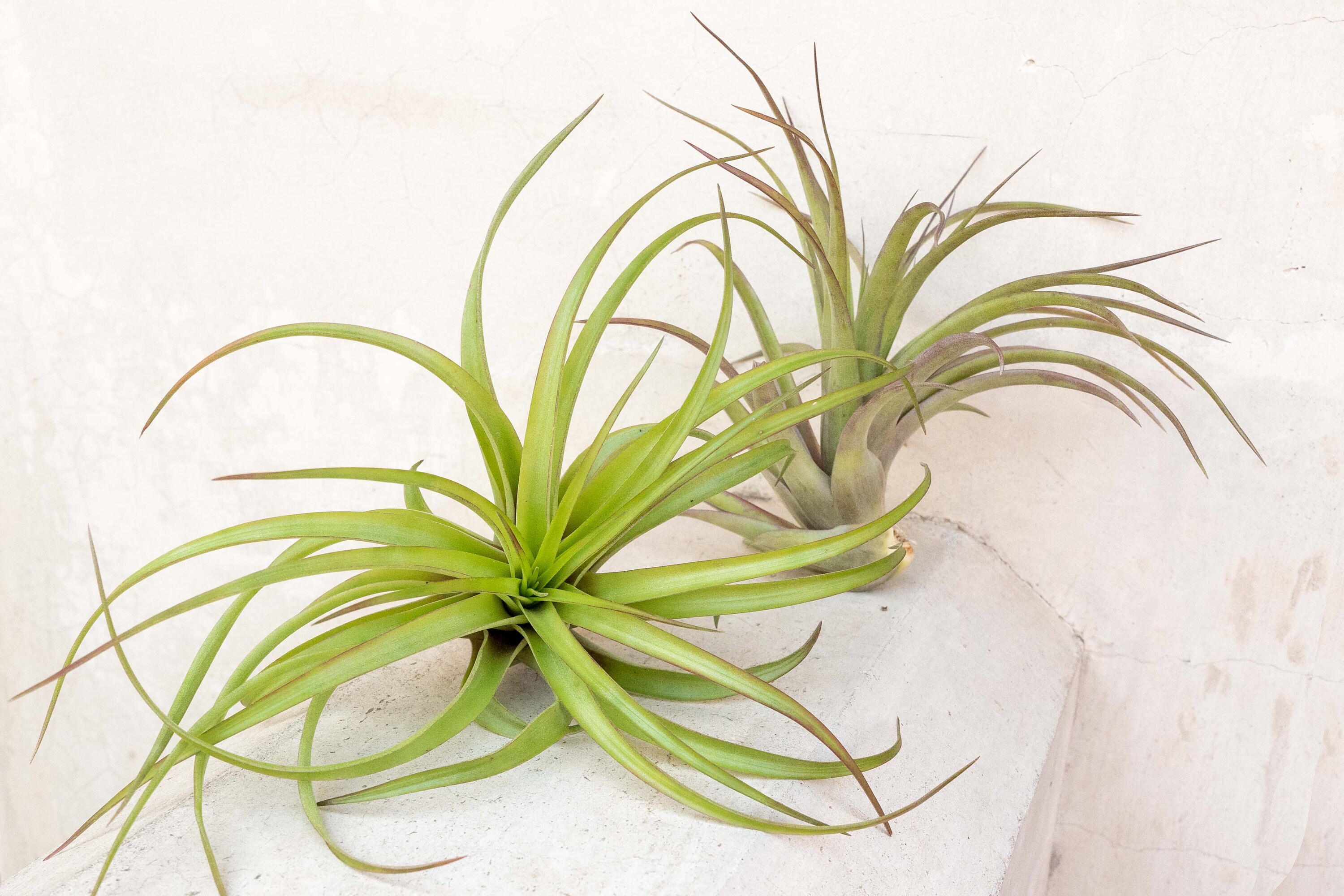 XL Tillandsia Abdita Air Plants - 30 Day Air Plant Guarantee - Air ...