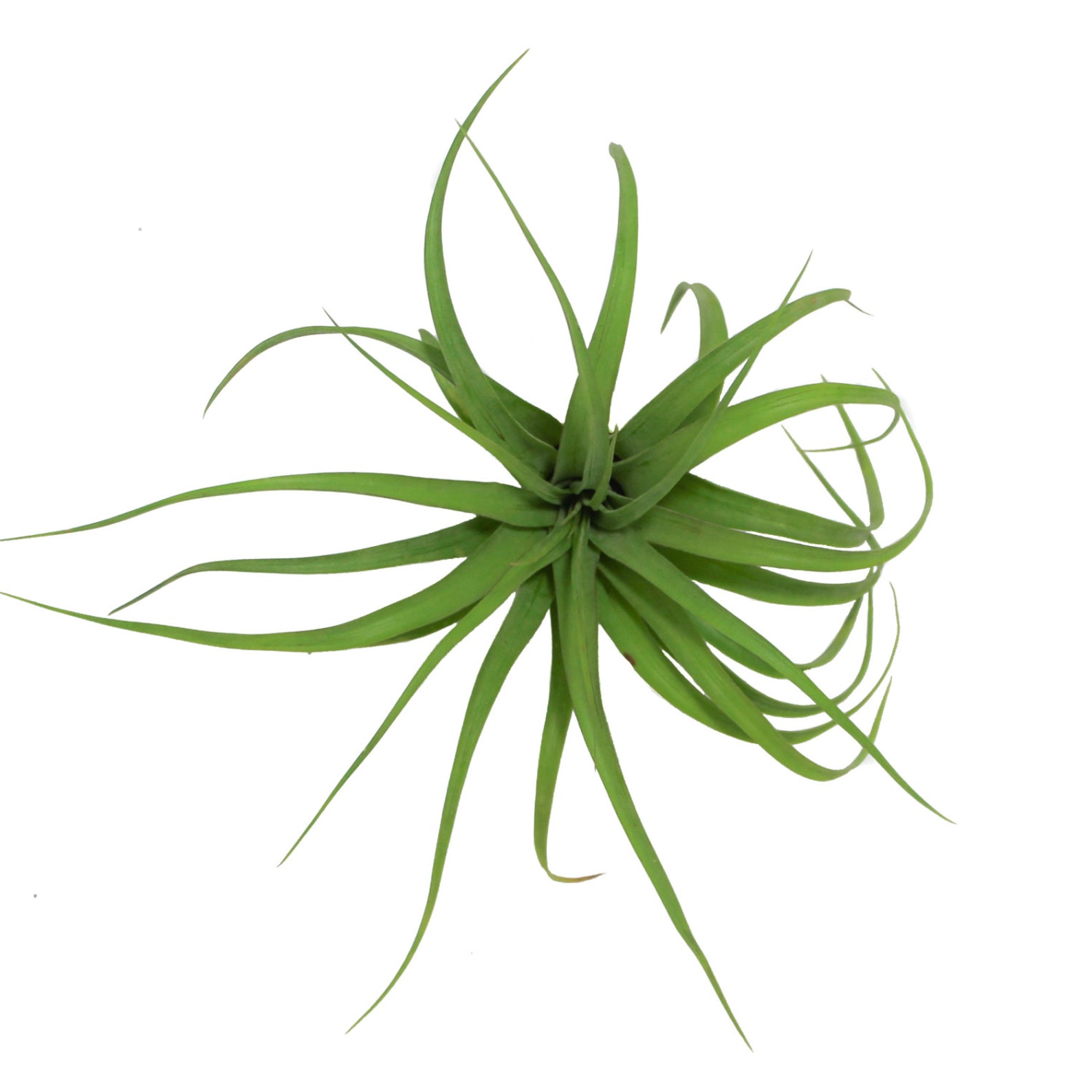 Large Air Plants Streptophylla Air Plants 30 Day Air Plant Etsy