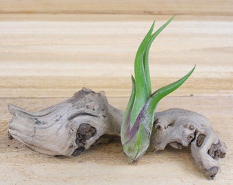 Tillandsia Caput Medusae Air Plants - 30 Day Guarantee - FAST SHIPPING