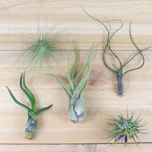 Air Plants of Central America - Collection of 5 Plants - 30 Day Air Plant Guarantee - Beautiful When They Bloom - FAST SHIPPING