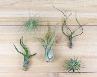 Air Plants of Central America - Collection of 5 Plants - 30 Day Air Plant Guarantee - Beautiful When They Bloom - FAST SHIPPING