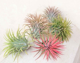 25, 50, 75, or 100+ XL Tillandsia Ionantha Rubra Air Plants - 30 Day Guarantee - Fast FREE SHIPPING - Wholesale Prices