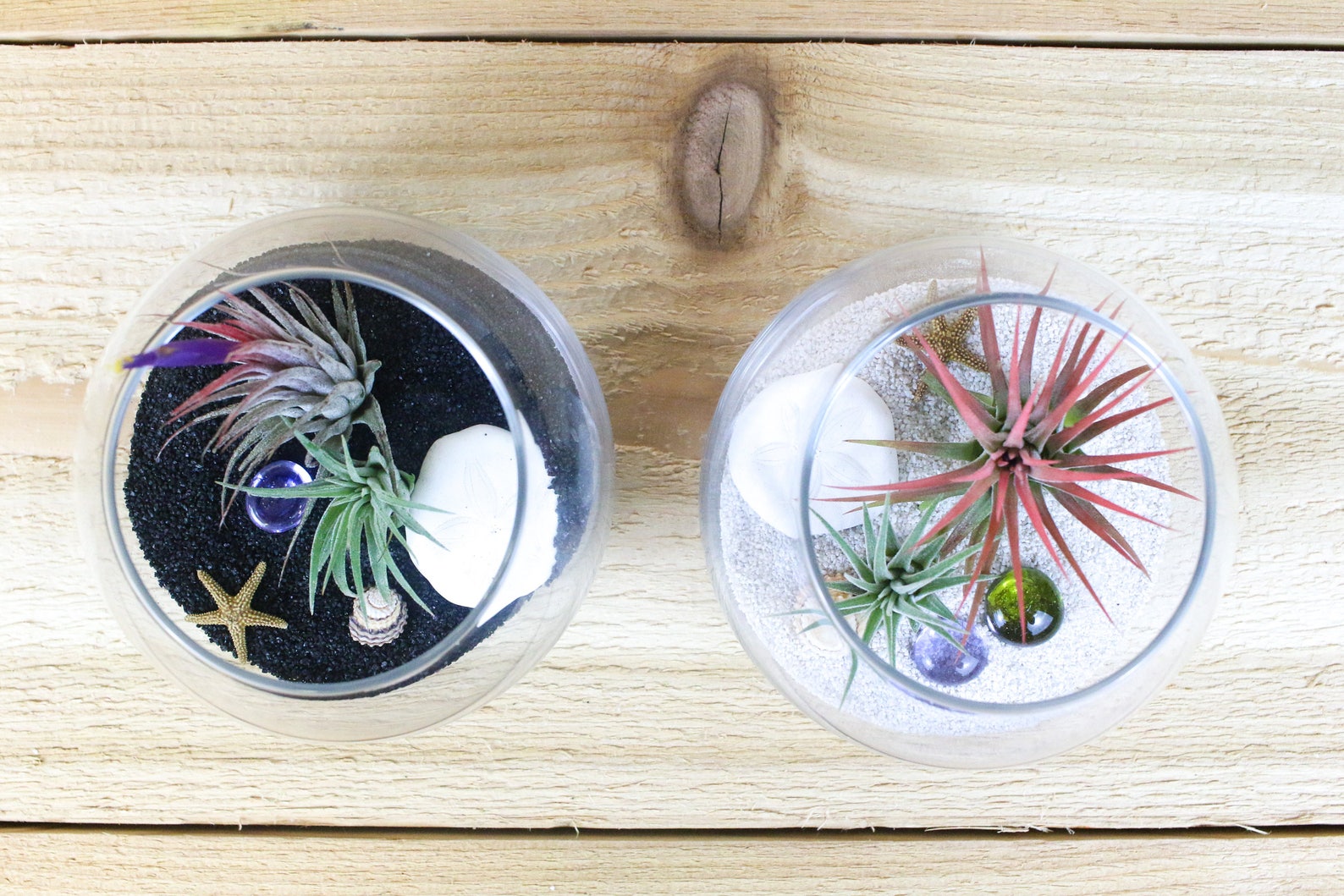 Pura Vida Air Plant Kit Set of Two Air Plant Gift 30 Day Etsy