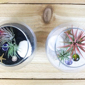 Pura Vida Air Plant Kit - Set of Two - Air Plant Gift - 30 Day Air Plant Guarantee - FAST SHIPPING - Air Plant Holder - Air Plant Display