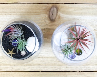 Pura Vida Air Plant Kit - Set of Two - Air Plant Gift - 30 Day Air Plant Guarantee - FAST SHIPPING - Air Plant Holder - Air Plant Display