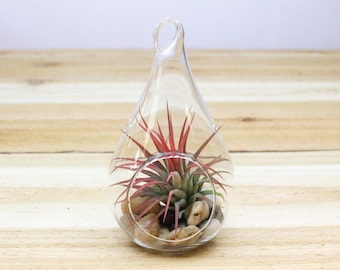 6 Pack Teardrop Glass Terrariums with Air Plants and River Rock - 30 Day Guarantee - Wedding Favors - Wholesale Air Plants - FAST SHIPPING