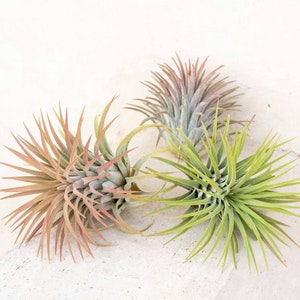 3 Pack of Large Ionantha Rubra Air Plants - 30 Day Air Plant Guarantee - Spectacular Blooms - Air Plants for Sale - FAST SHIPPING