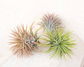 3 Pack of Large Tillandsia Ionantha Rubra Air Plants - 30 Day Guarantee - FAST SHIPPING