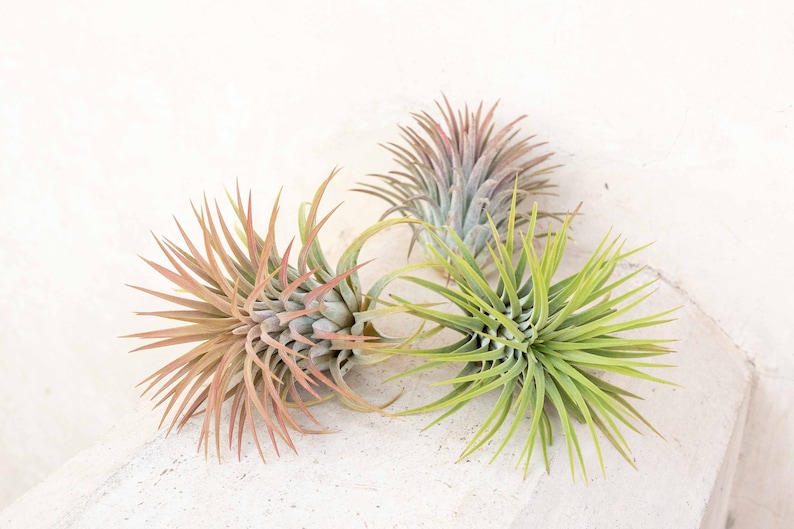 3 Pack of Large Ionantha Rubra Air Plants 30 Day Air Plant Guarantee Spectacular Blooms Air Plants for Sale FAST SHIPPING image 1