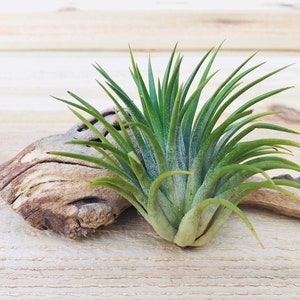 RARE Huamelula Air Plants - 30 Day Air Plant Guarantee - Exotic and Rare air plant - Air Plants for Sale - FAST SHIPPING