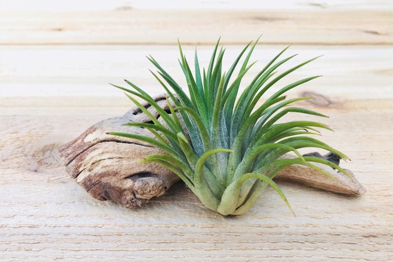 Rare Tillandsia Huamelula Air Plants - 30 Day Guarantee - FAST SHIPPING -  Etsy