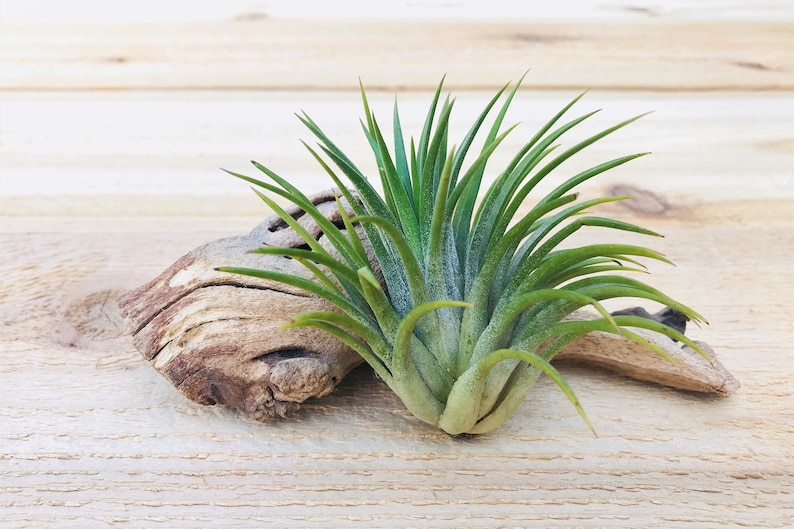 RARE Huamelula Air Plants 30 Day Air Plant Guarantee Etsy