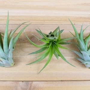 12 Pack of LARGE Abdita Air Plants Nice & Big 5-7 Inch Plants 30 Day Air Plant Guarantee Air Plants for Sale FAST SHIPPING image 1