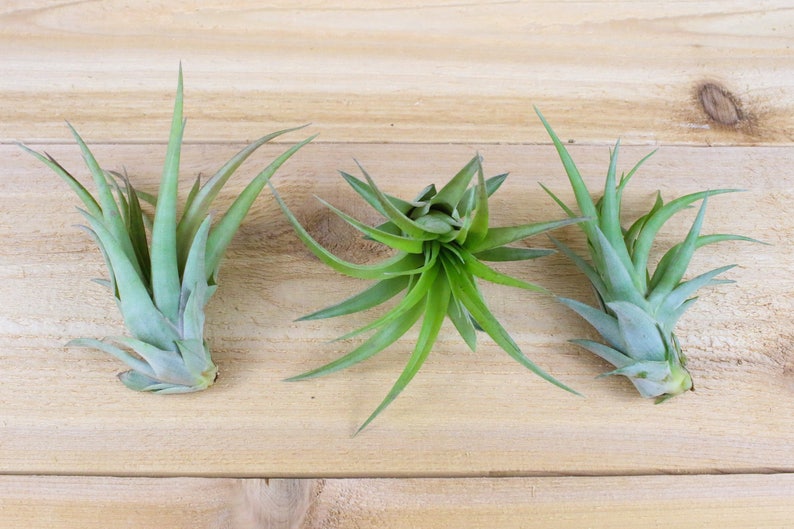 12 Pack of LARGE Abdita Air Plants Nice & Big 5-7 Inch Plants 30 Day Air Plant Guarantee Air Plants for Sale FAST SHIPPING image 1