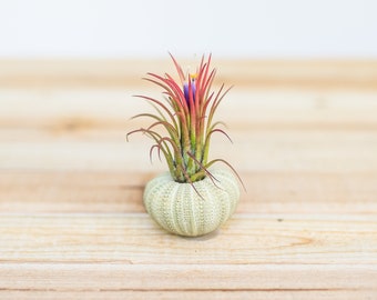Oursin vert avec plantes aériennes Tillandsia Ionantha - Cadeau super mignon - Garantie de 30 jours sur les plantes aériennes - EXPÉDITION RAPIDE