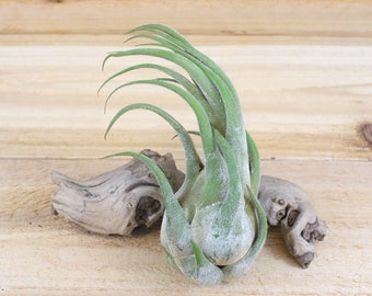 Seleriana Air Plants - 30 Day Air Plant Guarantee - Air Plants for Sale - FAST SHIPPING