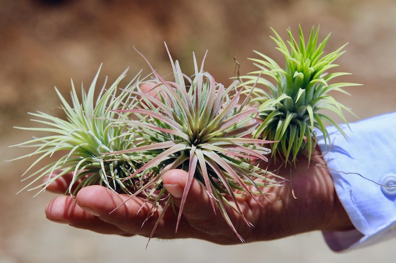 3 Pack of Large Ionantha Rubra Air Plants 30 Day Air Plant Guarantee Spectacular Blooms Air Plants for Sale FAST SHIPPING image 4