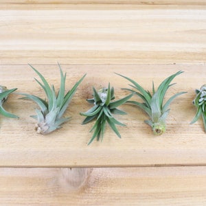 Peut inclure: Cinq petites plantes a&eacute;riennes dispos&eacute;es en rang&eacute;e sur une surface en bois brun clair. Les plantes sont vertes et ont une texture piquante.