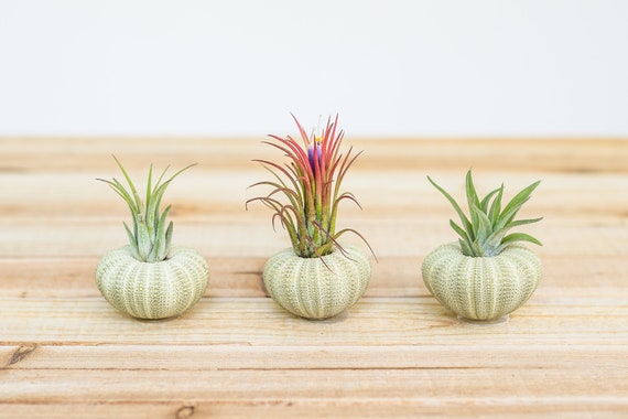 25, 50, 75, or 100 Green Sea Urchins With Tillandsia Ionantha Air Plants -  30 Day Air Plant Guarantee - FAST FREE SHIPPING - Bulk Air Plants - Etsy