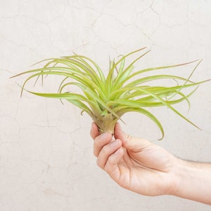 May include: A vibrant green air plant with long, slender leaves, held in a hand against a neutral background. The plant's leaves have reddish tips, and the base is a light brown color. This plant is a unique addition to any home decor.