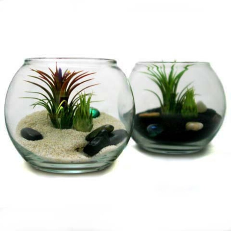 Pura Vida Air Plant Display Set of Two Perfect Air Plant Etsy