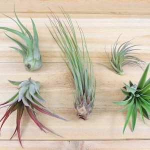 May include: An assortment of air plants with varying shapes and colors, including green, gray, and reddish hues. The plants are displayed on a light-colored wooden surface, showcasing their unique textures and forms.