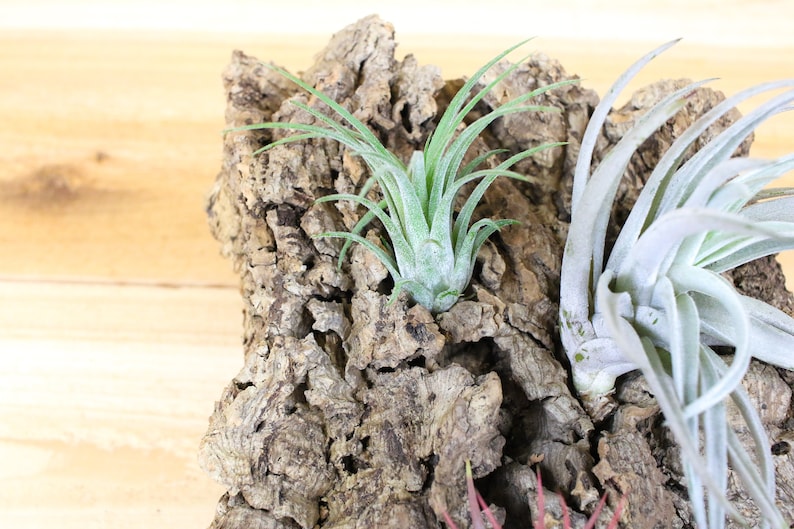 AirPlantShopCom Vertical Garden Air Plant Display - Thumbnail 2