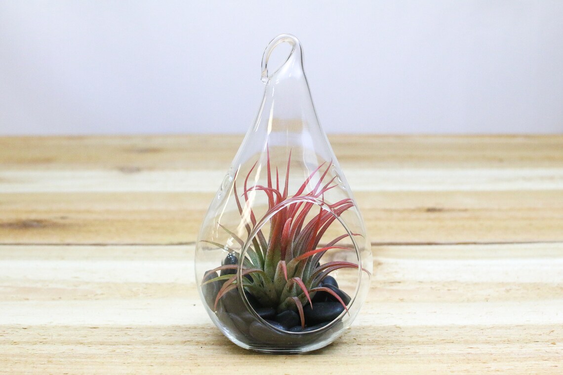 6 Pack Teardrop Glass Terrariums With Air Plants and River Etsy