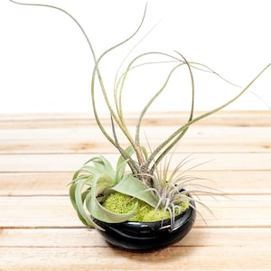 Fully Assembled Tillandsia Air Plant Garden in Black Glazed Dish - Air Plant Holder - Container - Display - FAST SHIPPING