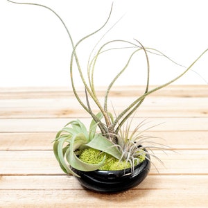 Fully Assembled Tillandsia Air Plant Garden in Black Glazed Dish - Air Plant Holder - Container - Display - FAST SHIPPING