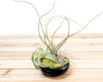 Fully Assembled Tillandsia Air Plant Garden in Black Glazed Dish - 30 Day Guarantee - FAST SHIPPING