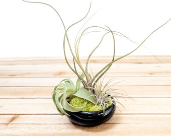 Fully Assembled Tillandsia Air Plant Garden in Black Glazed Dish - Air Plant Holder - Container - Display - FAST SHIPPING