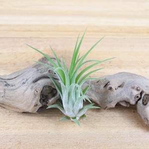 Ionantha Rubra Air Plants - 30 Day Air Plant Guarantee - Spectacular Blooms - Air Plants for Sale - FAST SHIPPING