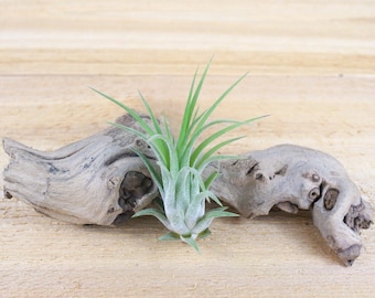 Tillandsia Ionantha Rubra Air Plants - 30 Day Guarantee - FAST SHIPPING