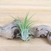 see more listings in the Single Air Plants section