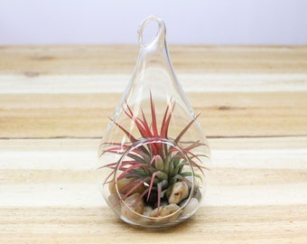 Teardrop Terrarium with River Stones and Air Plant - 30 Day Air Plant Guarantee - Hanging Air Plant Terrarium - FAST SHIPPING