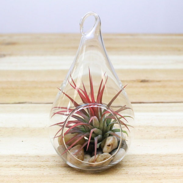 Teardrop Terrarium with River Stones and Air Plant - 30 Day Air Plant Guarantee - Hanging Air Plant Terrarium - FAST SHIPPING