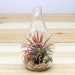 see more listings in the Air Plant Terrariums section