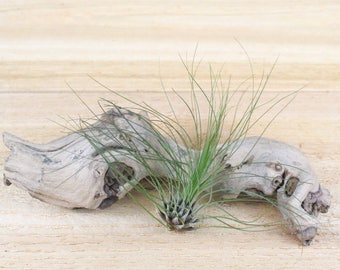 Filifolia Air Plants - 30 Day Guarantee - Air Plants for Sale - FAST SHIPPING