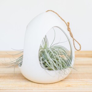 Large White Ceramic Hanging Pod with Two Assorted Tillandsia Air Plants Air Plant Holder Container Display FAST SHIPPING image 2