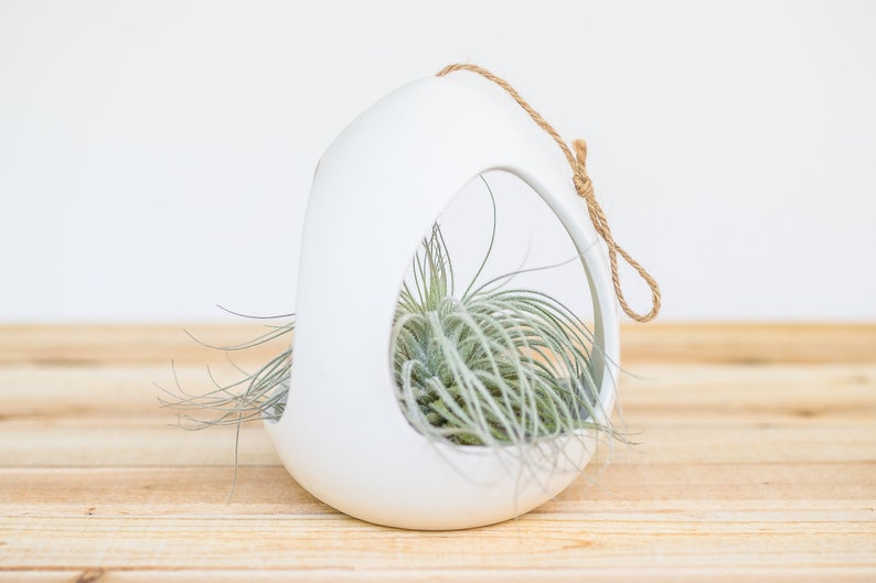 Large White Ceramic Hanging Pod with Two Assorted Tillandsia Air Plants Air Plant Holder Container Display FAST SHIPPING image 2