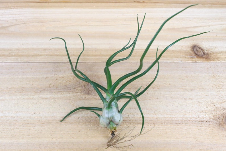 12 Pack of Bulbosa Guatemala Air Plants 30 Day Air Plant Guarantee FAST SHIPPING Wholesale Air Plants Air Plants Bulk image 3