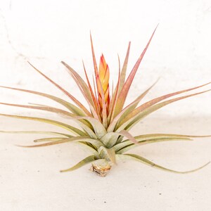 Tillandsia Concolor Air Plants - 30 Day Guarantee - Air Plants for Sale - FAST SHIPPING